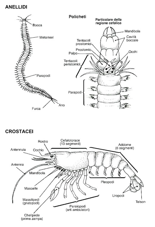 Morfologia di anellidi e crostacei