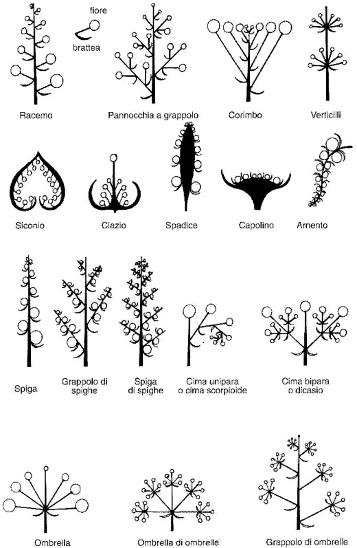 Nomenclatura delle infiorescenze