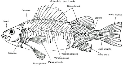 Morfologia dei pesci